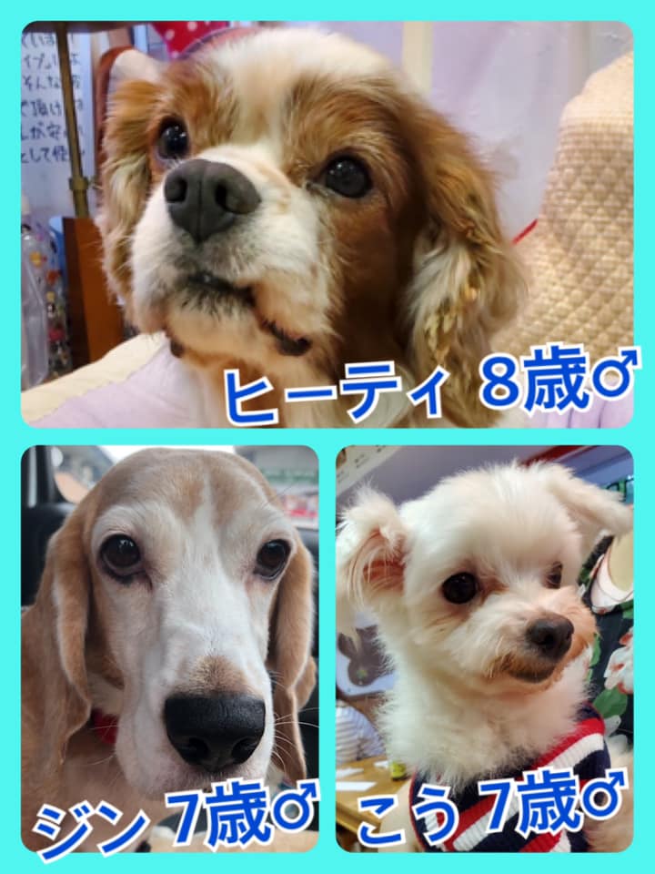 🐾今日の里親様募集中ワンコ🐶メンバーです🐾2020,6,28